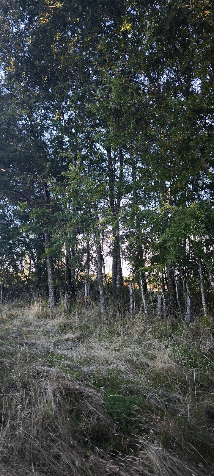 Parcela Santa Ema — Bosque Nativo — foto 3