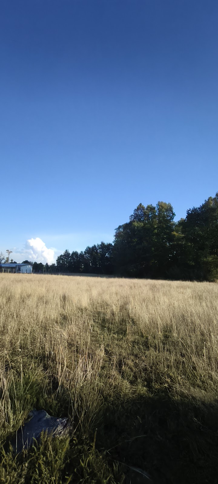 Parcela Santa Ema — Bosque Nativo — foto 4