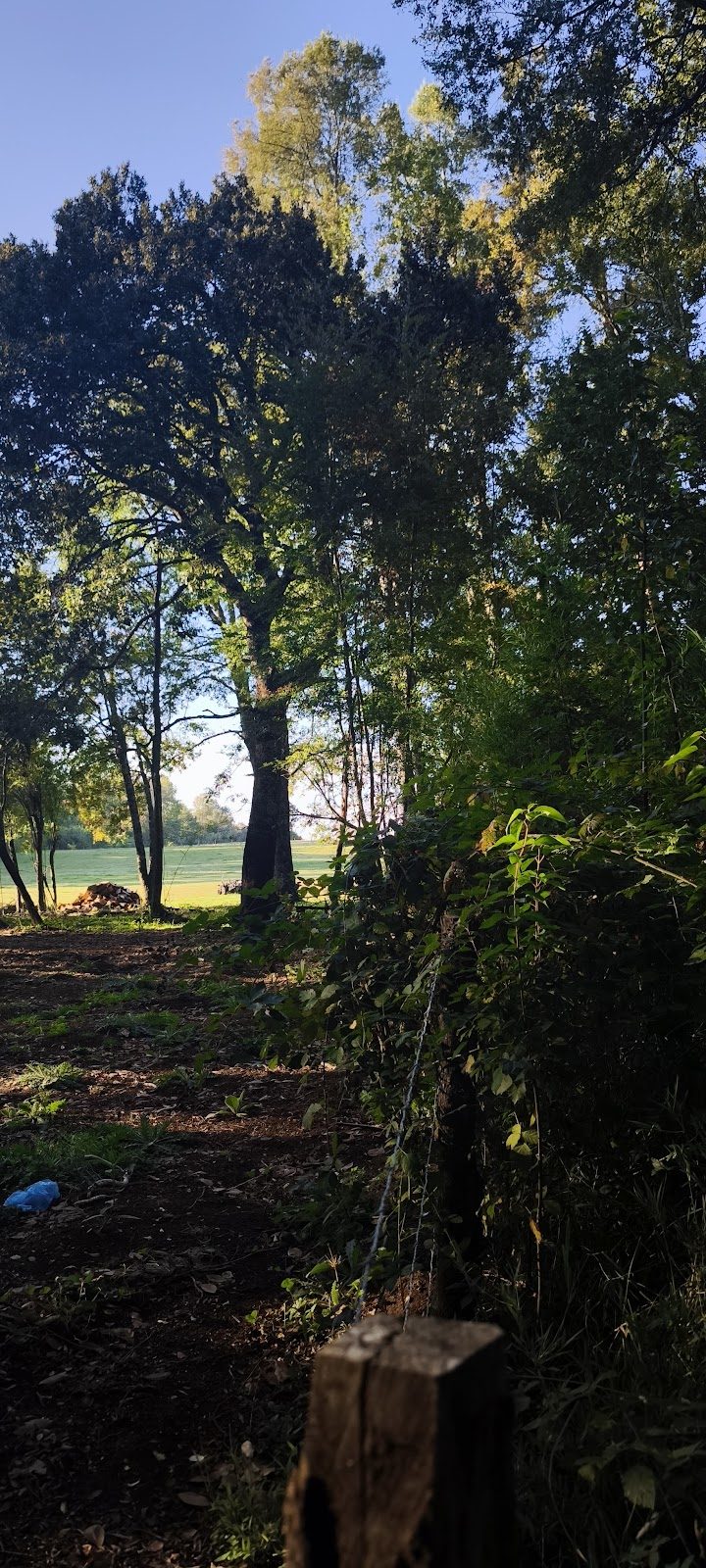Parcela Santa Ema — Bosque Nativo