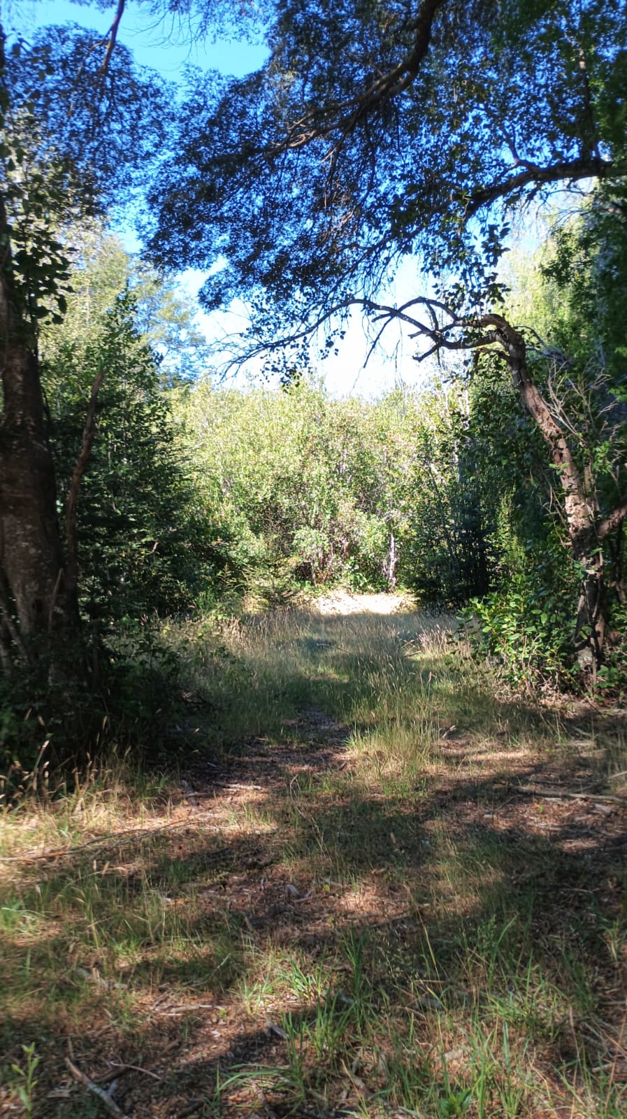 Parcela Sector Río Captren — foto 4